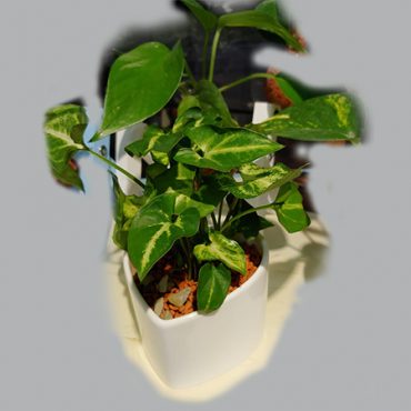 golden plant