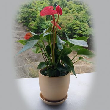 plant 1