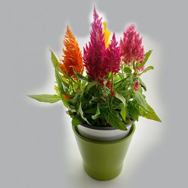 plant 2