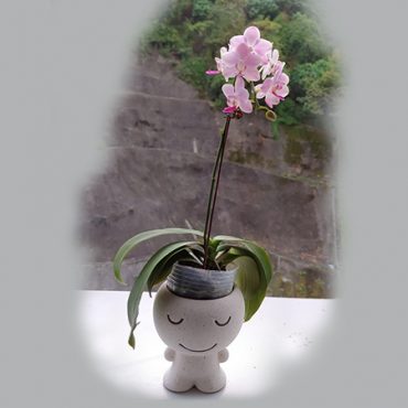 small orchid