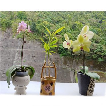 three plants